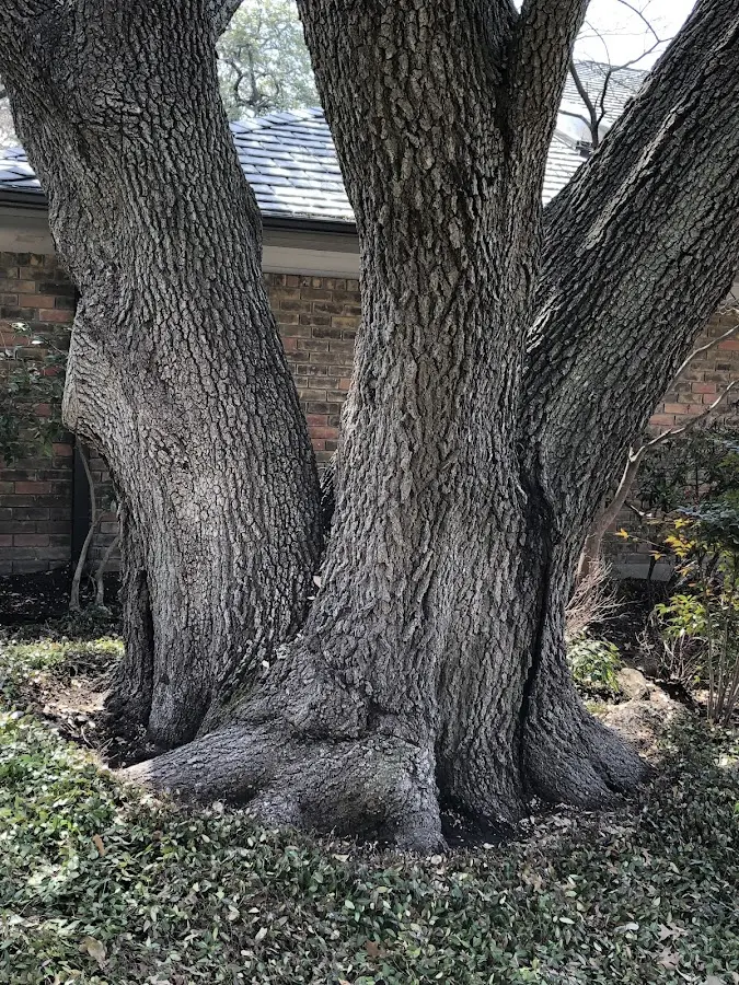 Mature heritage tree close to a Princeville property cared for by certified arborists
