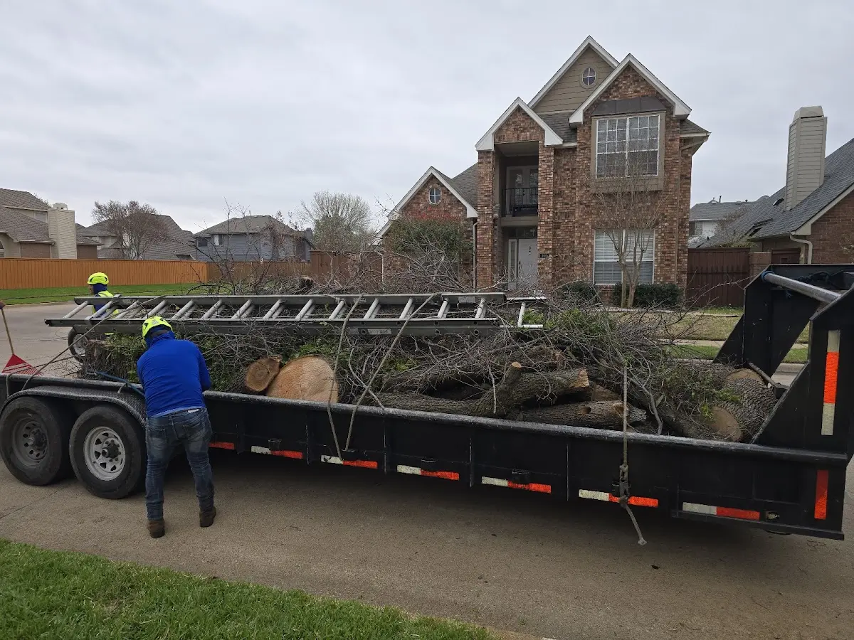 Expert Tree Removal with proper safety equipment in Princeville